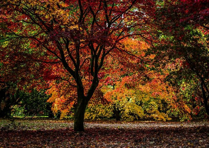 Autumn Trees And Foilage Print